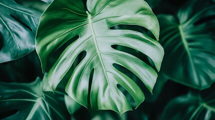 Tropical Green Leaf with Vivid Color and Intricate Veins on Muted Soft-Focus Background Highlighting Vibrance