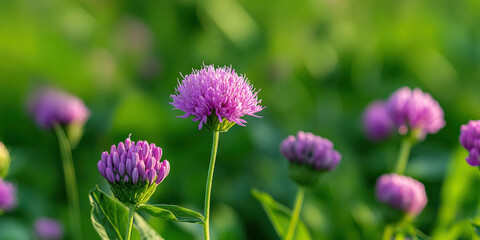 Globe Amaranth Flowers in Field