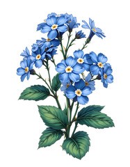 Vignette of flowers. Forget-me-not. 