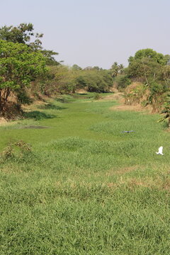 golf course in the morning ( its name Ballary Nala ) its dreness water of Belagavi city but grass is so beatifull.