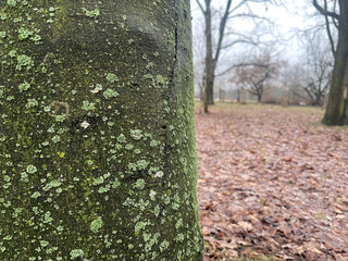 Obraz premium Moss-covered tree trunk in a foggy park during early morning hours