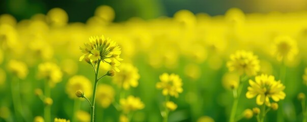 Bright yellow oilseed rape flowers blooming in a field, garden, flowers, nature