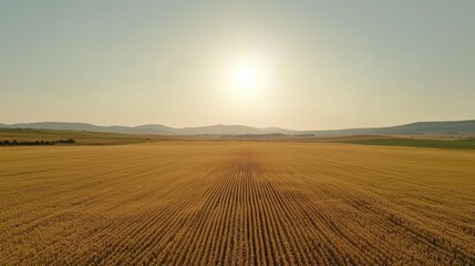 Obraz premium Serene Golden Fields Under a Soft Sunset Horizon Landscape