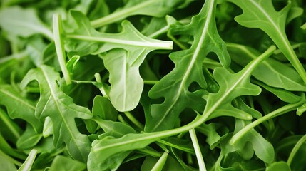 Fototapeta premium Fresh arugula leaves ready for salad preparation at a local market in the afternoon