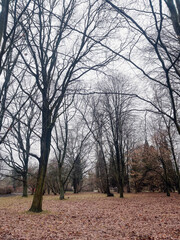 Obraz premium Tree-lined park in winter with bare branches and fallen leaves covering the ground