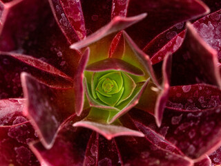 Heart of red and green succulent plant. Houseleek plant texture close-up. Botanical.