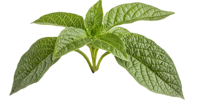 Vibrant green leaves transparent background botanical study natural environment close-up view organic concept