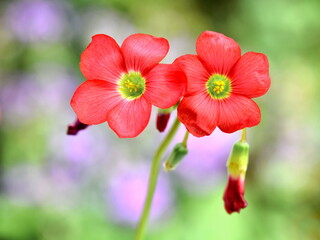 Red flowers of saxifrage in alpin garden. Macro isolated.