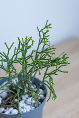 Indoor plant with unique structure thriving in modern decor setting