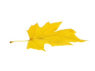 Vibrant yellow maple leaf nature reserve isolated image outdoor close-up transparent background