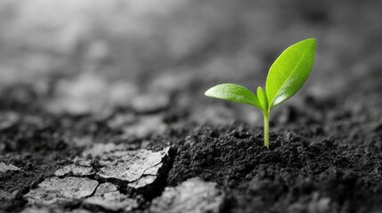 Resilience and Hope - Close-up of Cracked Earth with Green Sprout Emerging, Concept of Growth and Renewal