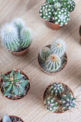 Collection of various cacti in small pots arranged on wooden table