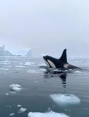Fototapeta premium Whale sharks swimming in an ocean full of ice