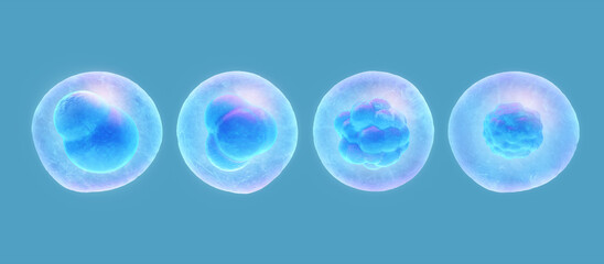 Stem cell division, Stages of human embryonic development, Medical and science concept, 3D rendering.