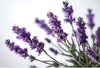 Obraz premium Enthralling lavender blossoms in vibrant purple hues, delicately arranged against a soft, bright white background. A breathtaking floral masterpiece Generative AI!