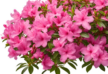 Vibrant pink azaleas in full bloom, a breathtaking display of nature's beauty. Delicate petals and lush green foliage create a stunning floral masterpiece Generative AI.