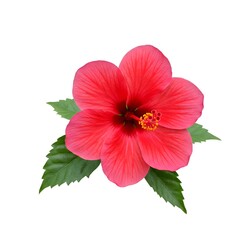 hibiscus flower isolated on white