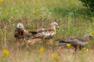Milan royal,.Milvus milvus , Red Kite