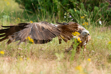 Milan royal,.Milvus milvus , Red Kite