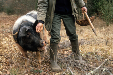Caveur de truffes , cochon de race Saint Yriex