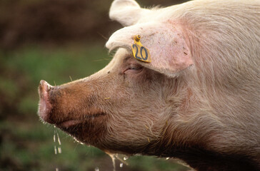Cochon, truie, © JAG IMAGES