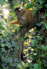 Singe saimiri, Saimiri sciureus