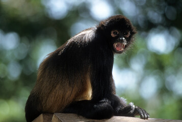 Fototapeta premium Singe atéle à mains noires, Ateles geoffroyl