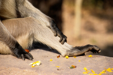 Singe l'entelle commun, Presbytis entellus, Inde