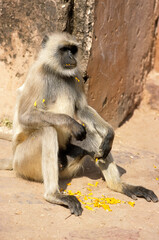 Obraz premium Singe l'entelle commun, Presbytis entellus, Inde