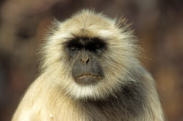 Singe l'entelle commun, Presbytis entellus, Inde