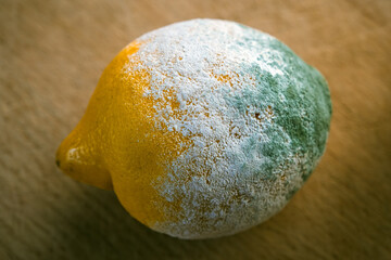 Angeschimmelte Zitrone auf Holzbrett liegend