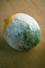 Angeschimmelte Zitrone auf Holzbrett liegend