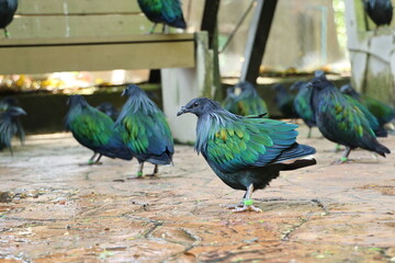 The Nicobar pigeon or Nicobar dove (Caloenas nicobarica) has large body but a small head and a bumpy nose. The body feathers are greenish-gray, white tail feathers. coloration used to attract females. © Vanchuree