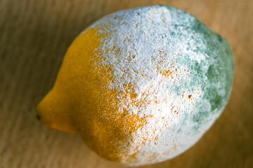 Angeschimmelte Zitrone auf Holzbrett liegend