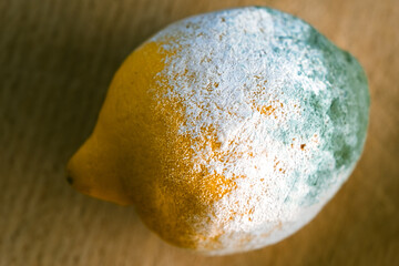 Angeschimmelte Zitrone auf Holzbrett liegend