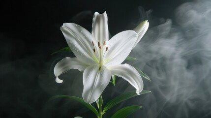 A close-up of a white lily surrounded by soft smoke, highlighting its elegance and beauty.
