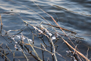 Dry reed grass covered with ice on the lake