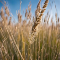 Fototapeta premium closeup of tallgrass prairie species