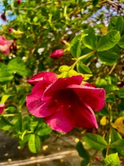 A red hibiscus flower features bold, vibrant petals that symbolize passion and energy. Its large blooms and tropical beauty make it a striking addition to any garden or floral arrangement.
