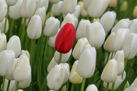 white tulips in the garden