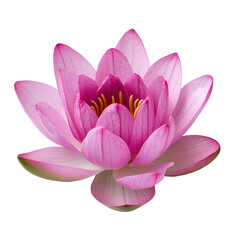 A beautiful pink lotus flower blooming gracefully in serene water. transparent background