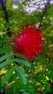 A red flower is a symbol of passion, love, and beauty. Its rich, vibrant petals captivate with their deep hue, creating an alluring presence.
