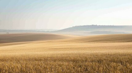 Obraz premium Serene Golden Wheat Fields Under Clear Blue Sky in Morning Light