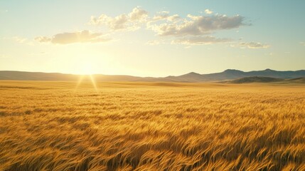 Obraz premium Golden Wheat Field Under Bright Sunrise Sky with Gentle Hills