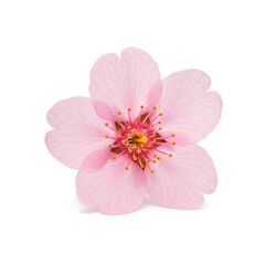 Naklejka premium pink cherry blossom