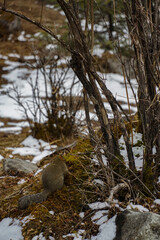 Squirrel foraging in snowy landscape mountain region nature photography winter environment ground perspective wildlife exploration