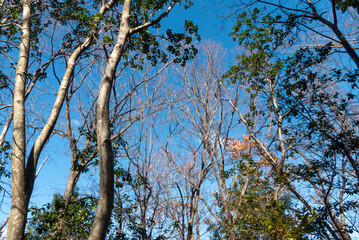 冬の青空と枯れ木がつくる美しい風景　滋賀県大津市春日山公園