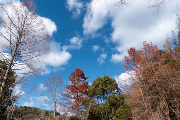 冬の青空と枯れ木がつくる美しい風景　滋賀県大津市春日山公園