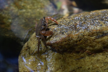 Crab on Rock by Water: Nature Close-up 