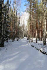 Birch alley in winter